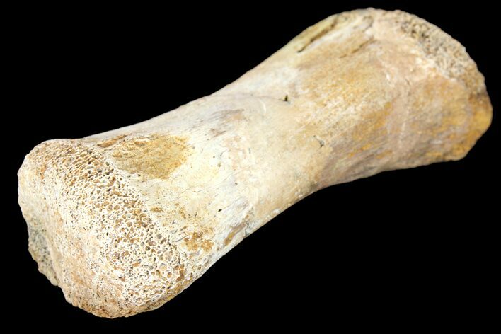 Fossil Hadrosaur Phalange - Alberta (Disposition #-) #134514